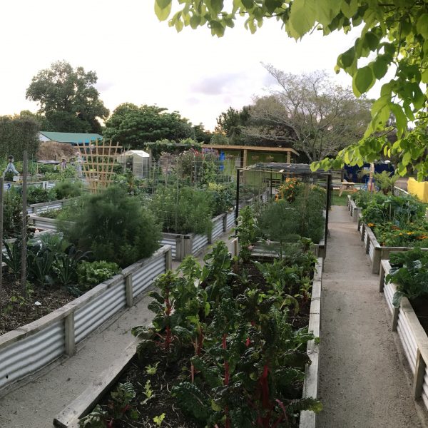Community Gardens – Good Neighbour